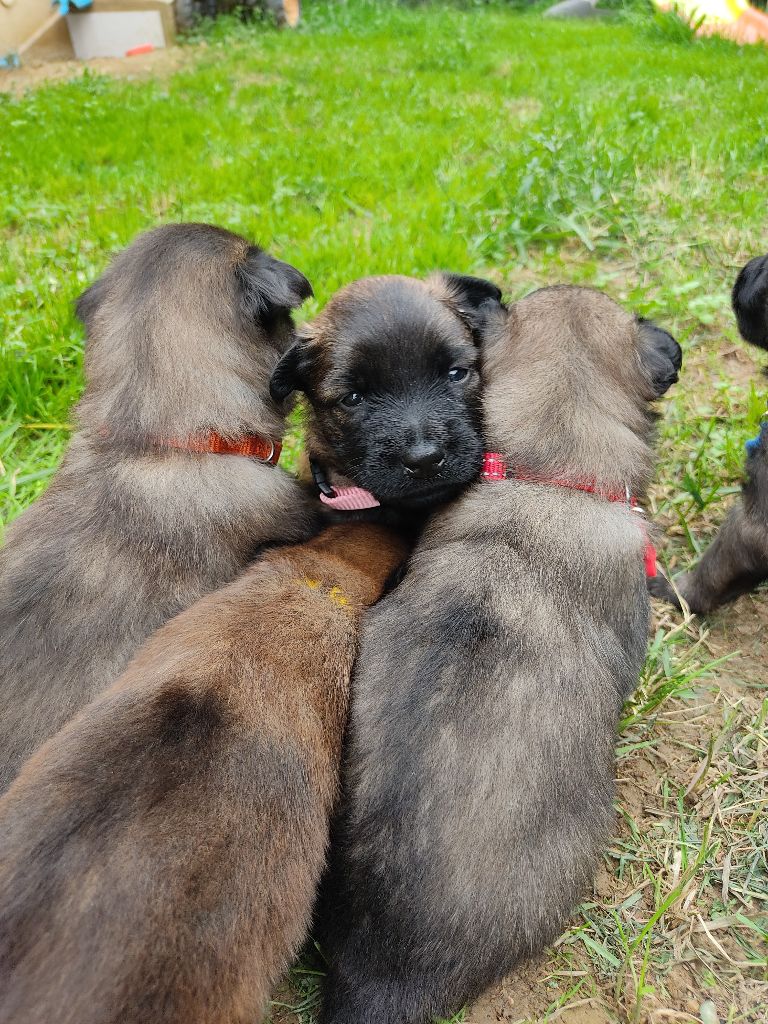 chiot Berger Belge Du Clos De Nodens